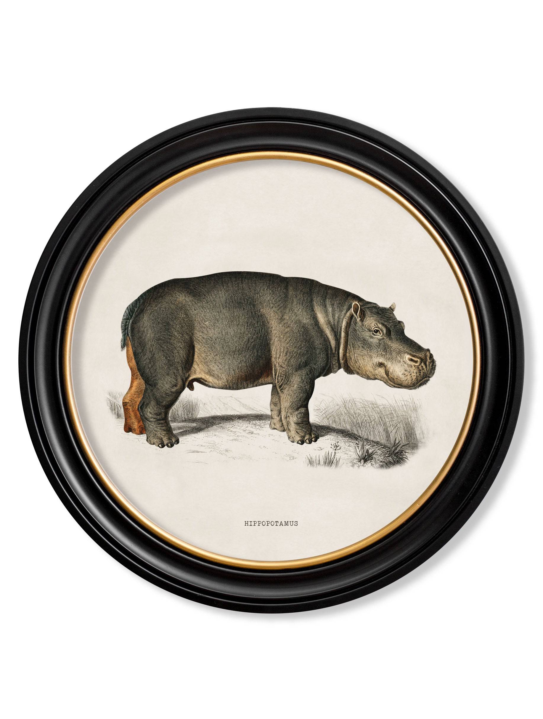 C.1846 Rhino & Hippo - Round Frames Set of Two for sale - Woodcock and Cavendish
