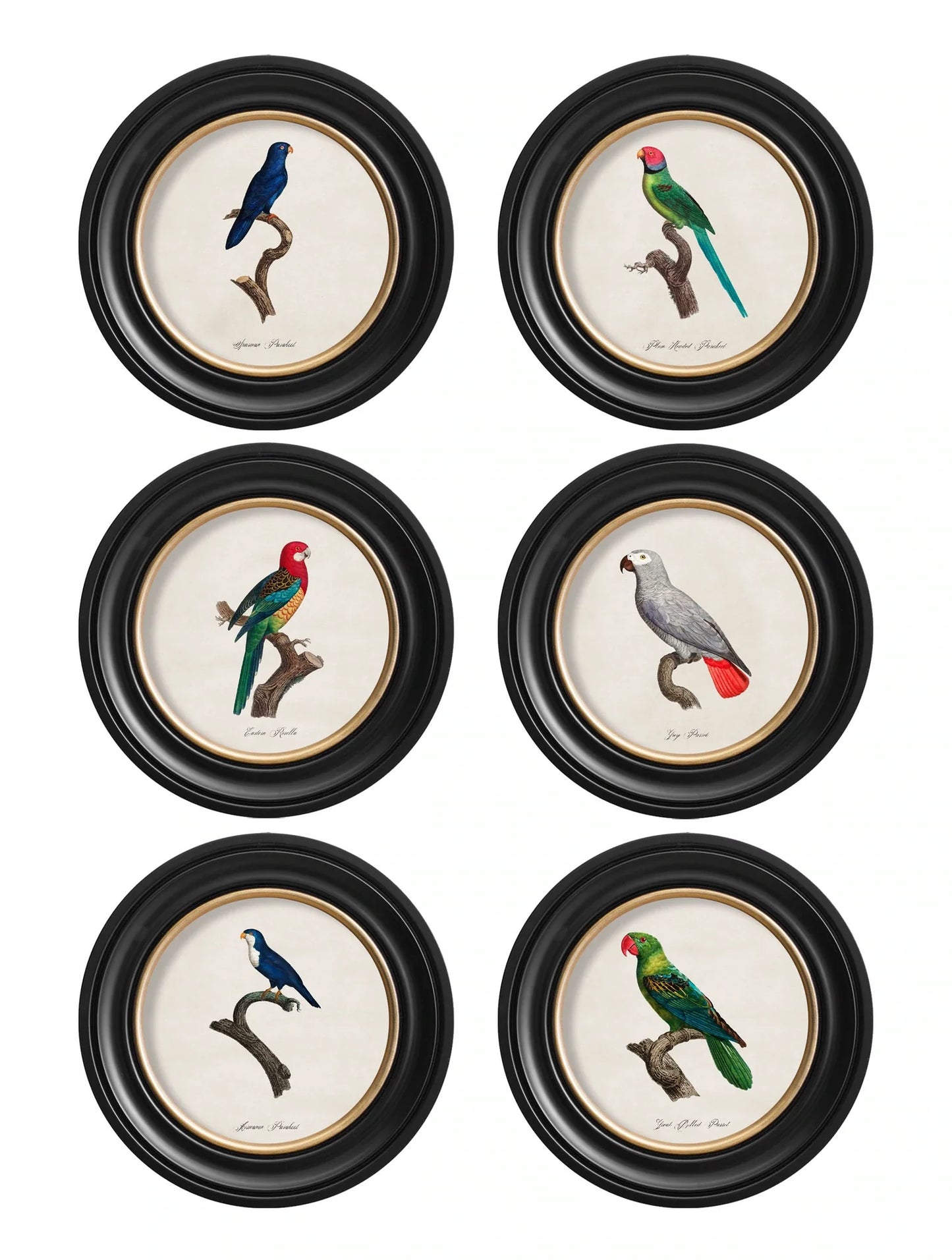 C.1800'S Collection Of Parrots In Round Frames for sale - Woodcock and Cavendish