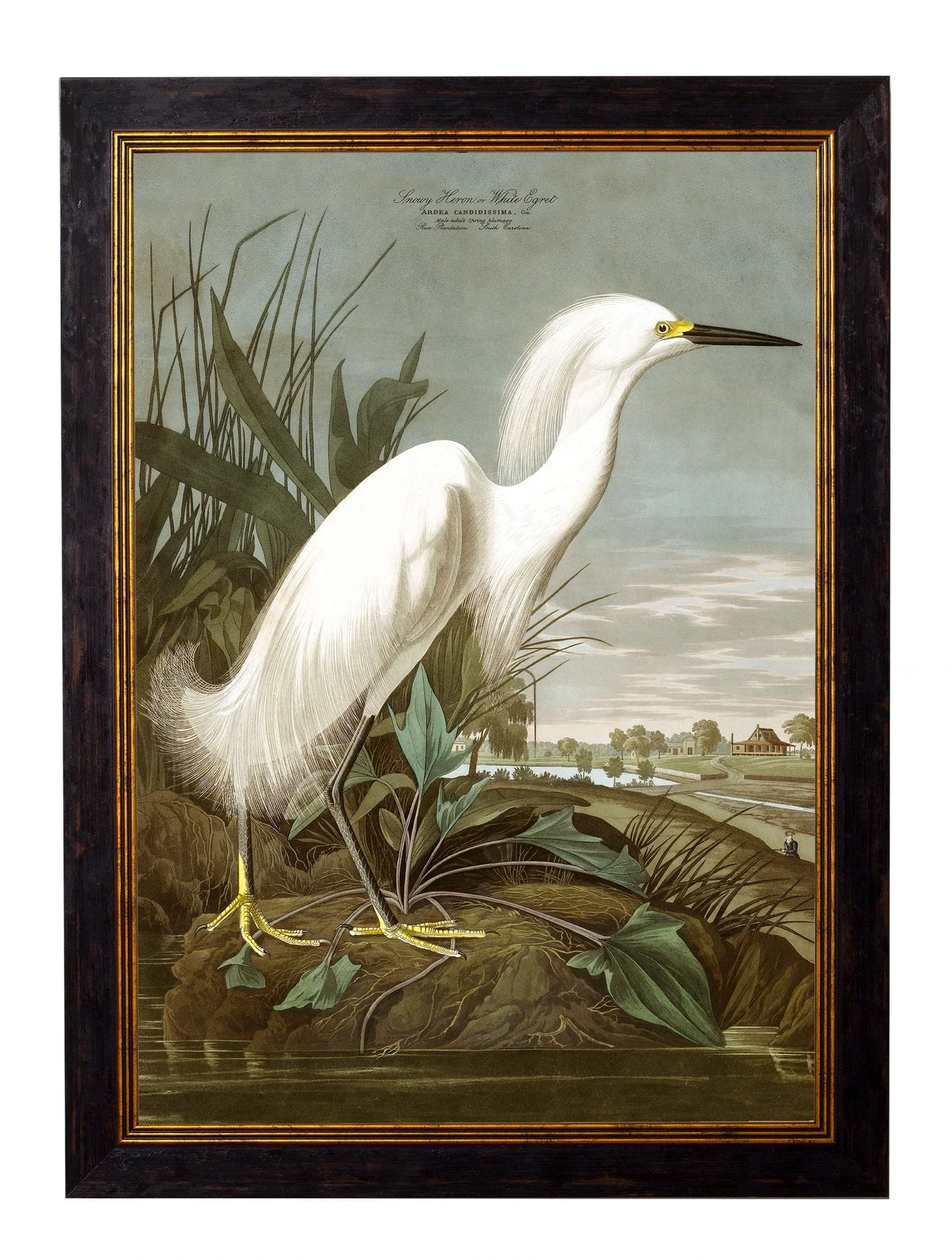 C.1838 Audubon's Herons Frames for sale - Woodcock and Cavendish