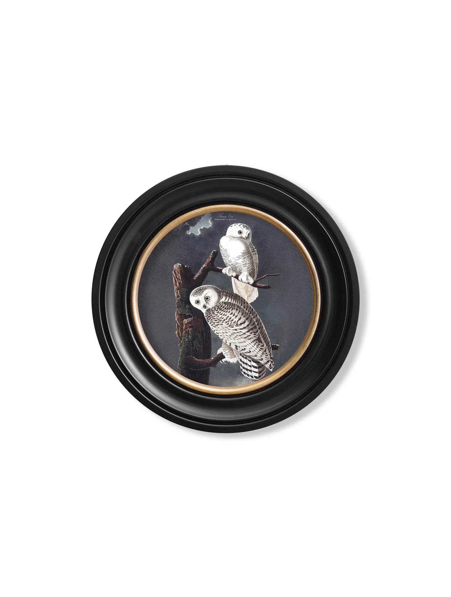 C.1838 Audubon's Owls - Round Frame for sale - Woodcock and Cavendish