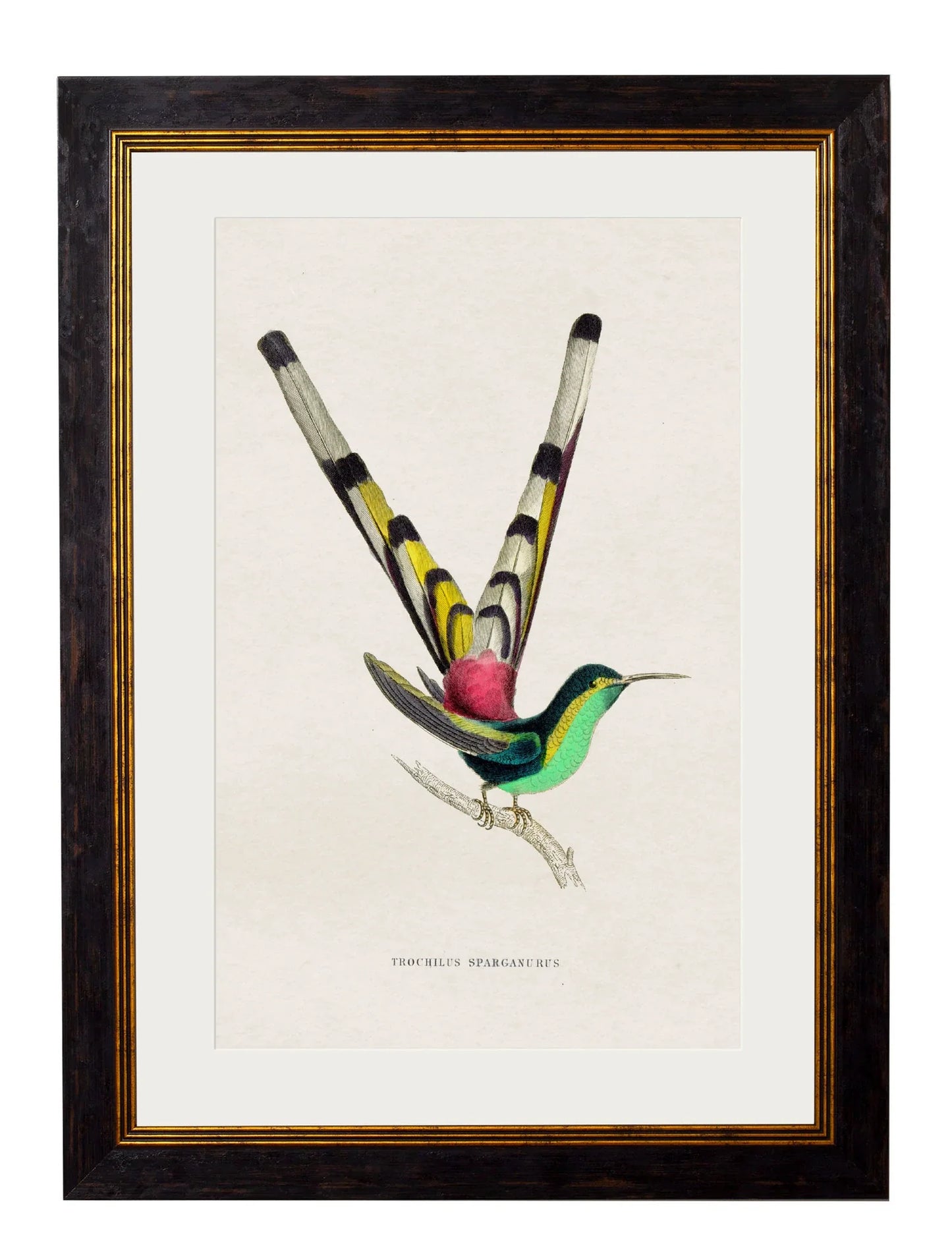 C.1833 Hummingbirds - Frames for sale - Woodcock and Cavendish