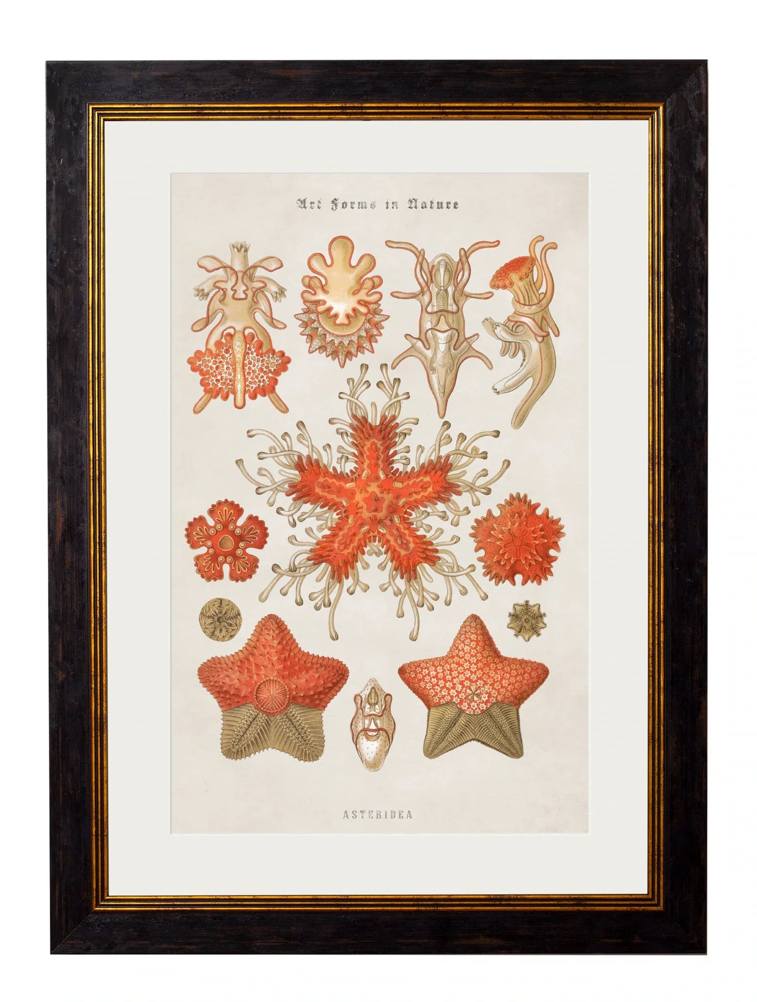 C.1904 Haeckel Marine Animals Frames for sale - Woodcock and Cavendish