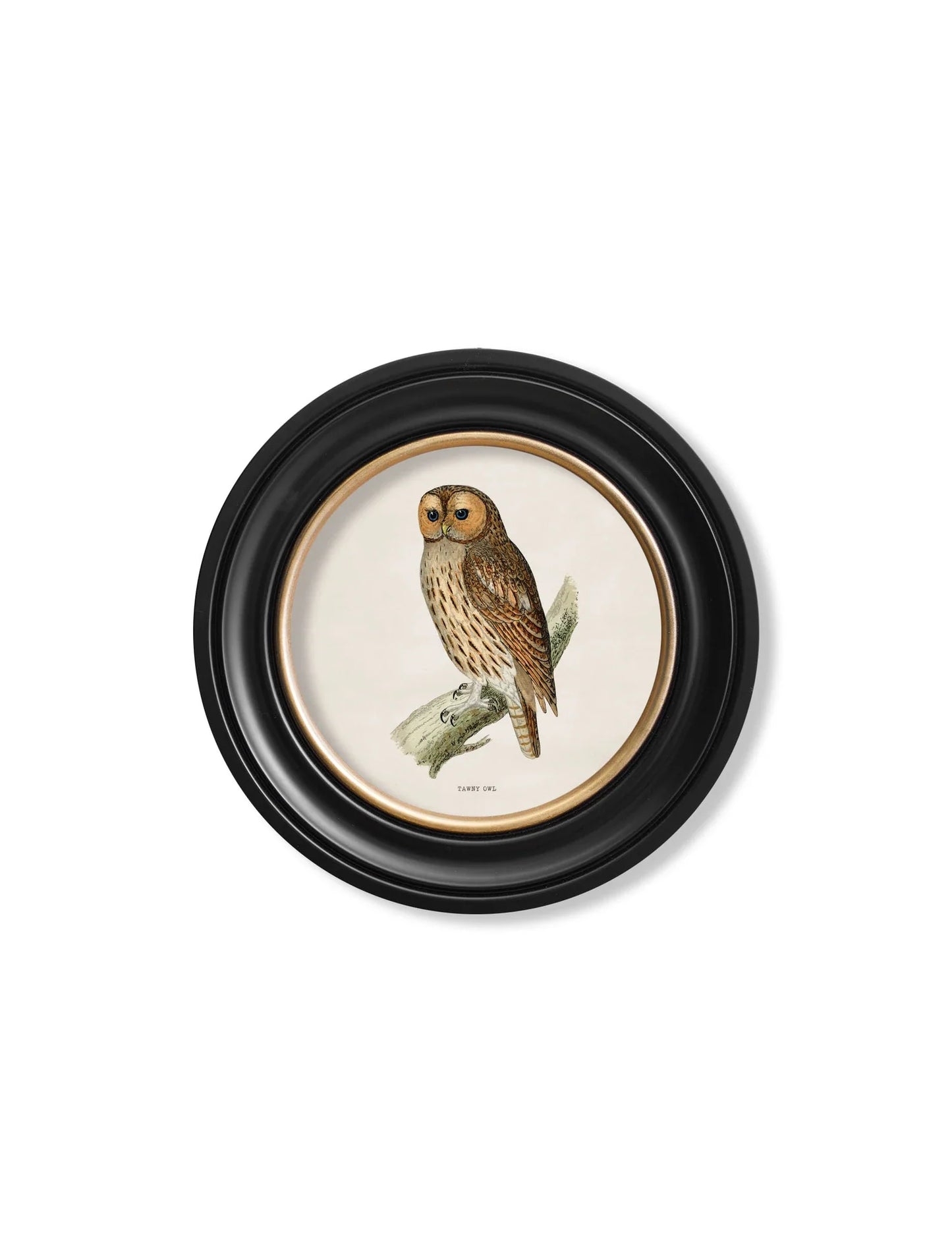 C.1870 British Owls in Round Frames for sale - Woodcock and Cavendish