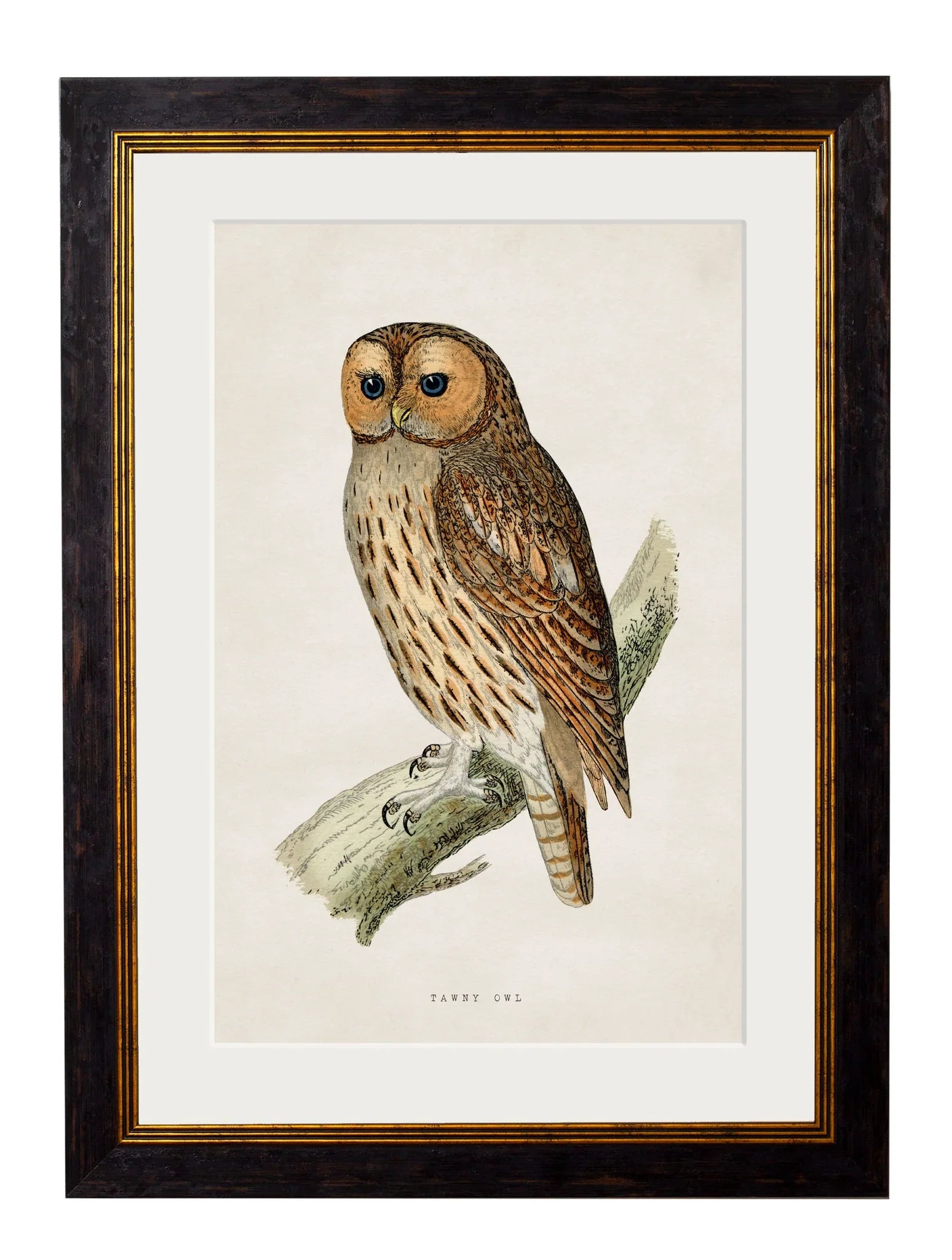 C.1870 British Owls Frames for sale - Woodcock and Cavendish
