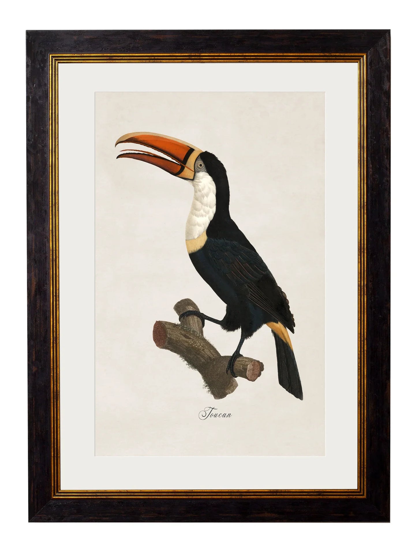 C.1809 Toucans Frames for sale - Woodcock and Cavendish