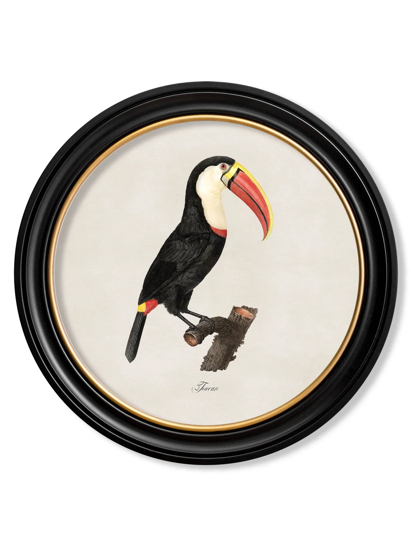 C.1809 Toucans - Round Frame for sale - Woodcock and Cavendish
