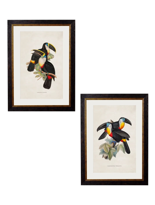 C.1848 Toucans Frame for sale - Woodcock and Cavendish