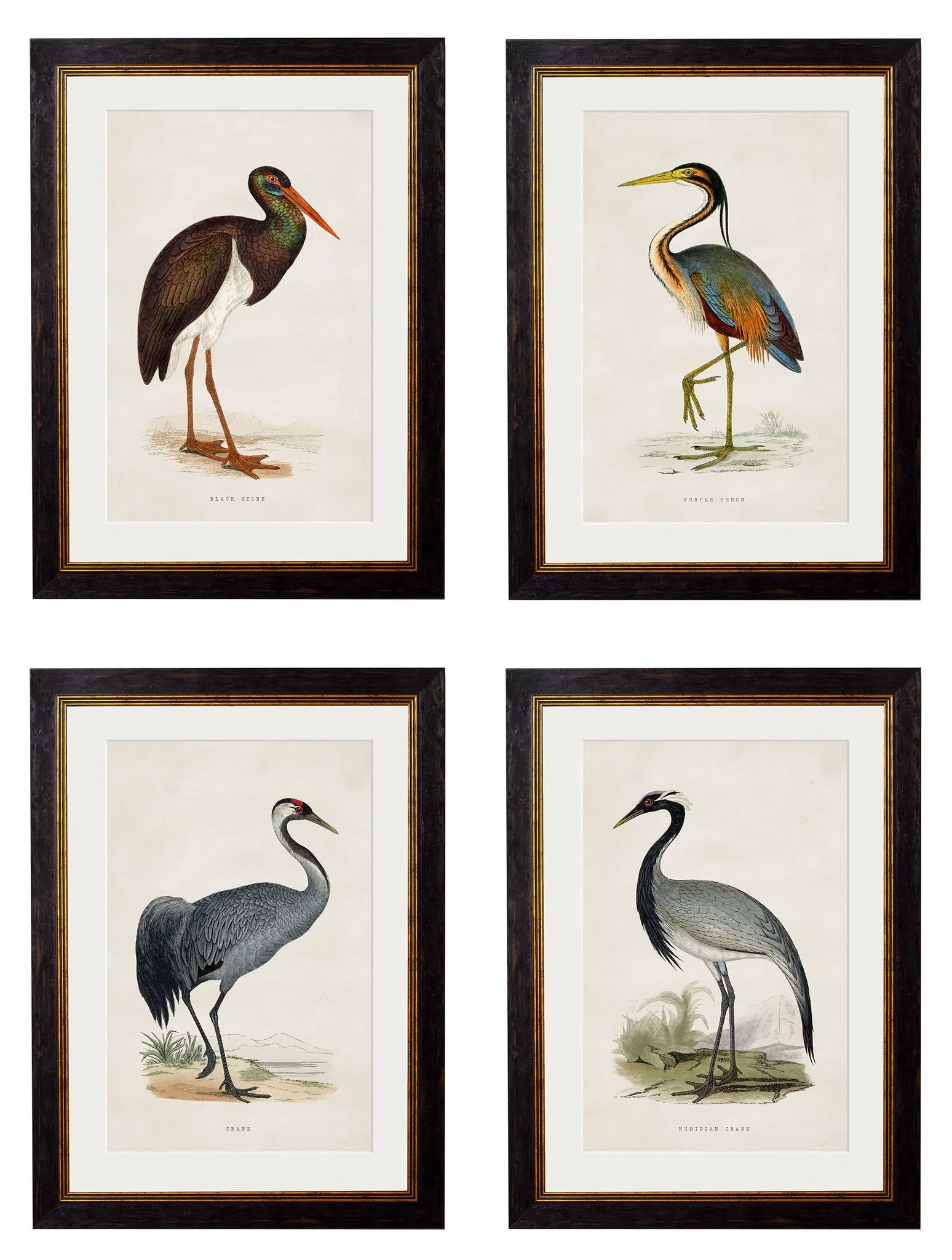 C.1850's British Wading Birds Frames for sale - Woodcock and Cavendish
