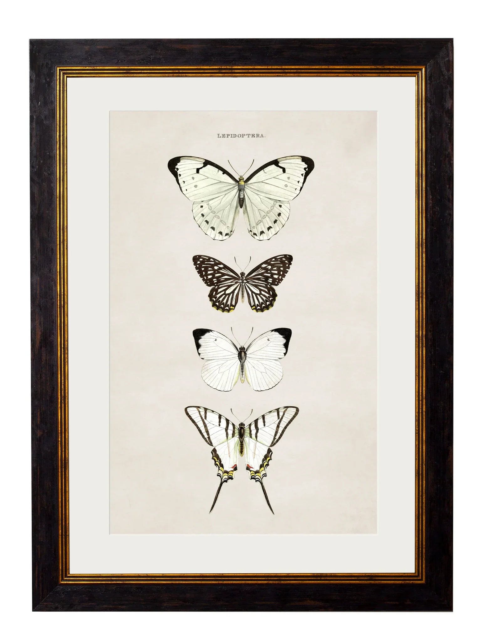 C.1835 Butterflies Frames for sale - Woodcock and Cavendish