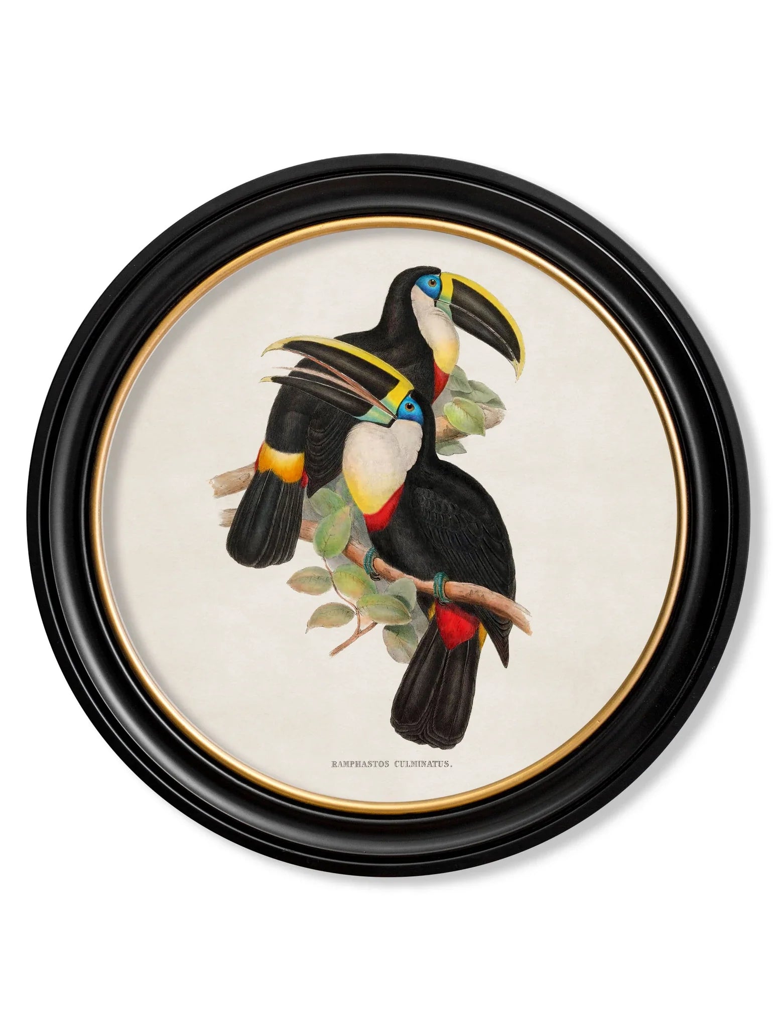 C.1848 Toucans - Round Frames for sale - Woodcock and Cavendish