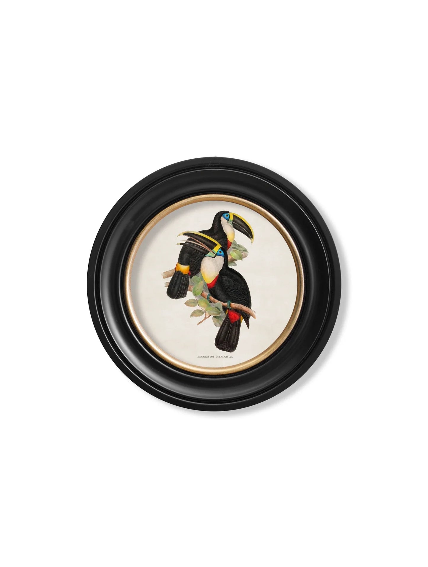 C.1848 Toucans - Round Frames for sale - Woodcock and Cavendish